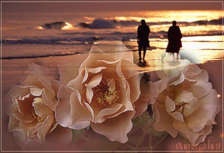 La rose